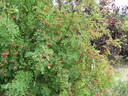 Hansen's Hedge Rose rose photo