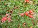 Hansen's Hedge Rose rose photo