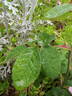 Jenny Duval rose photo