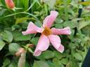Lens Flair rose photo