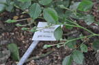 Euterpe rose photo
