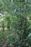 Euterpe rose photo