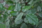 Euterpe rose photo