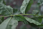 Euterpe rose photo