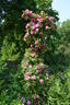 Milevsko rose photo
