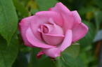 Albert Poyet rose photo