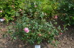 Erwin Hüttmann rose photo
