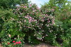 <i>Rosa rubiginosa</i> dimorphacanta rose photo