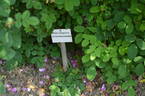 <i>Rosa rubiginosa</i> dimorphacanta rose photo