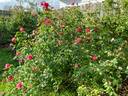 Princesse de Sagan rose photo