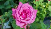 Blue Parfum ® rose photo