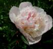 Amalia peony photo
