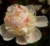 Amalia peony photo