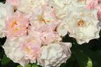 Abbaye de Molesme ® rose photo