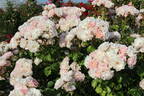 Abbaye de Molesme ® rose photo