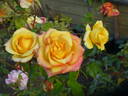 Samba ® rose photo
