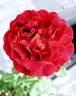 True Spirit rose photo
