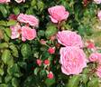 Claire rose photo