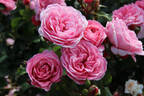 Claire rose photo