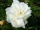 Formosa Alba peony photo