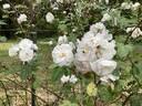 Madame d'Arblay rose photo