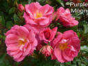 DICmover rose photo