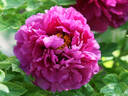 Jin Pao Hong peony photo