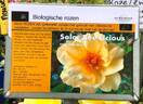 DICsolar rose photo