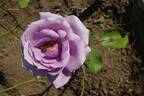 November Rain rose photo