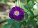 Purplea rose photo