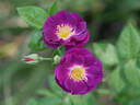 Purplea rose photo