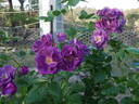 Purplea rose photo