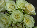 Cream Prophyta ™ rose photo
