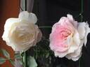 Shizuku rose photo