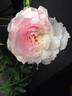 Shizuku rose photo