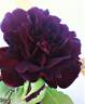 Guinée rose photo