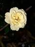 Bienenweide Gelb rose photo