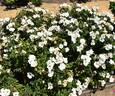 White Knock Out ® rose photo