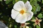 White Knock Out ® rose photo