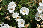 White Knock Out ® rose photo