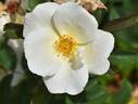 White Knock Out ® rose photo