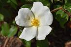 White Knock Out ® rose photo