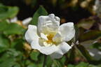 White Knock Out ® rose photo