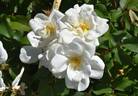 White Knock Out ® rose photo