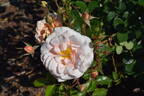 KORsternfue rose photo