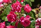 KORpiforo rose photo