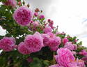 Madame Lauriol de Barny rose photo