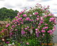 Madame Lauriol de Barny rose photo