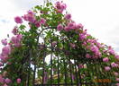 Madame Lauriol de Barny rose photo