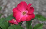 X566-B1 rose photo